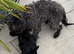 Girl Yorkiepoo