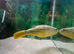 3 year old puffer fish.