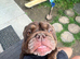 English bulldog
