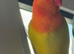 Stunning DNA sexed male dilute fisher lovebird