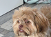 Female imperial shih tzu