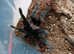 Male Tliltocatl vagans (Campeche), Mexican redrump. 4 1/2" inches #01