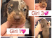 Miniature dachshunds available