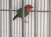 Stars and parrot finch