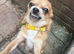11 mouths old chihuahua