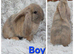 Durham French Lops