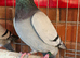 Racing pigeion for sale