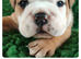 Amazing litter of  KC Reg. English Bulldogs for loving homes.