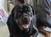 Lovely male rottweiler for sale