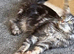 Ragdoll/mainecoon kittens due 20/11/26