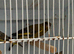 3 Greenfinches