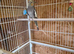 1 lovely cockatiel babys for sale