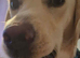 Labrador 1+years