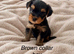 Beautiful yorkshire terrier puppies