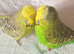 Show budgies