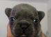 Kc Registered French Bulldog puppies