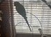 Tame female Indian ring neck