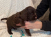 Cocker spaniel