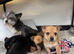 Jack Russell Cross Chorkie Puppies