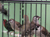 Cherry finches