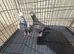 Tiger grizzle Breeding Pair Racing Pigeons