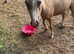 Beautiful palomino filly