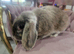 Miny lop blue boy 2 yers old