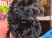 Shih tzu puppies last boy Redy Now