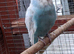 Budgies