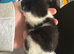 2 kittens look for forever home