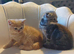 5 handsome boys in Bradford
