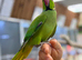 Ring neck parrot