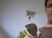 Female staffie