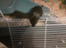 2 male gerbils and cage