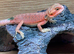 Hypo red