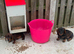 2 teckles 1 girl 1 boy for sale