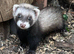 Baby ferrets