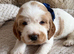 2 STUNNING BOYS LEFT KC Show-type cocker spaniel
