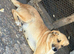 LUNA – The Devoted Mum Who Never Gave Up