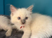 Ragdoll