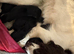4 LEFT REDUCED!! beautiful sproodle pups.
