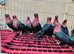 RARE COPPER GREEN WING ARCHANGEL PIGEONS
