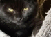 British Shorthair Kittens Ready To Go
