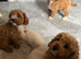 Toy f1b cavapoo puppies