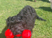 Beautiful black cockapoo puppy for sale 6month old