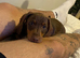 Dachshund