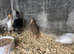 Chicks