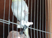 Budgies - Proven Adults