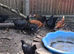 Point of lay hens available