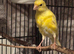 Few Canaries for Sale